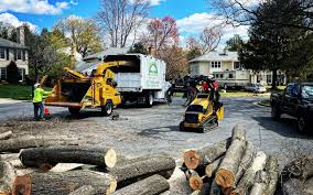 Professional Tree Services in Tunkhannock, PA